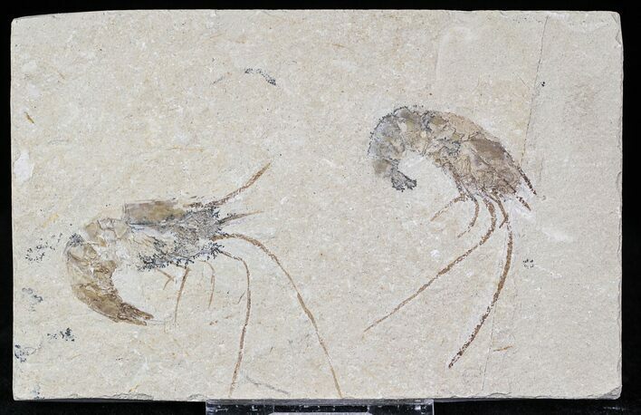 Cretaceous Fossil Shrimp Carpopenaeus - Lebanon #22864